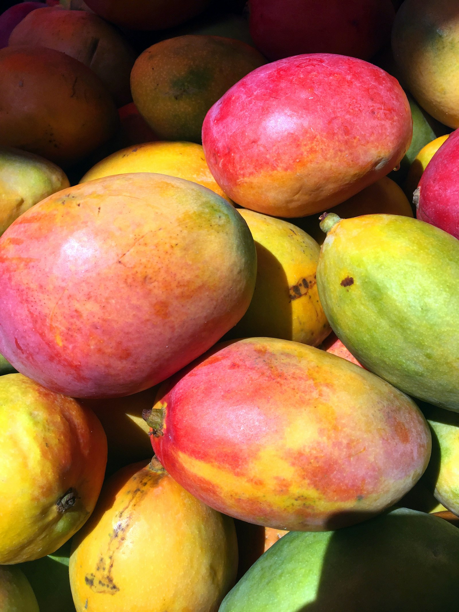 PT Nusantara Jagung Perkasa