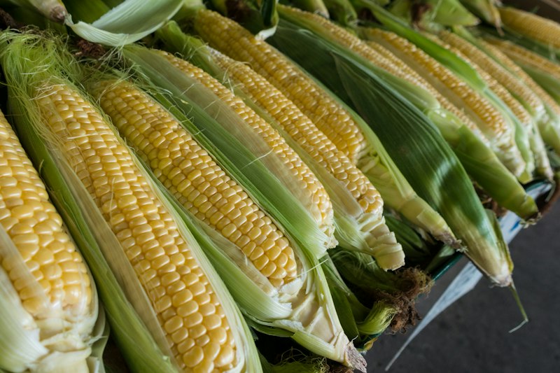 PT Nusantara Jagung Perkasa